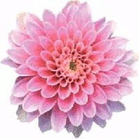 Sheffield City Council in-Bloom Logo